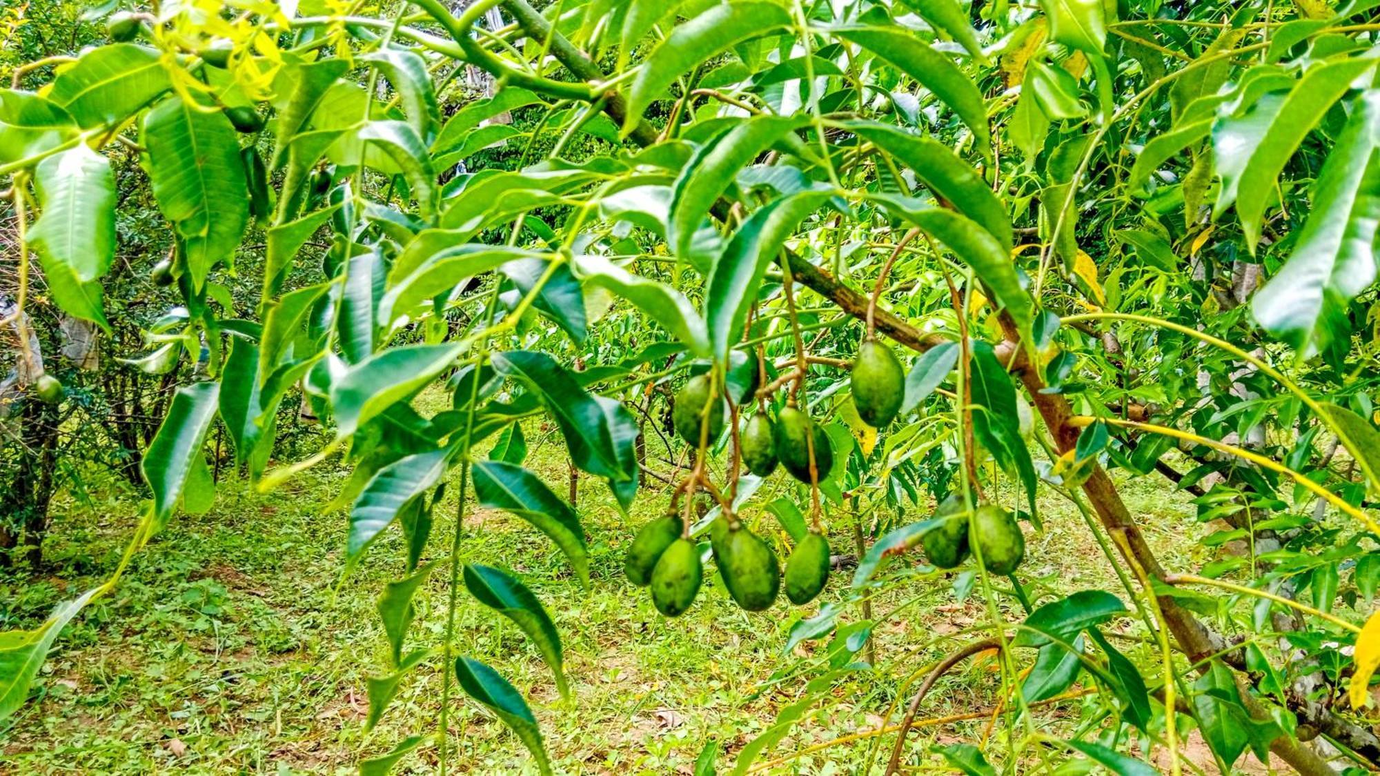 Ceylon Amigos Eco Resort Sigiriya Buitenkant foto
